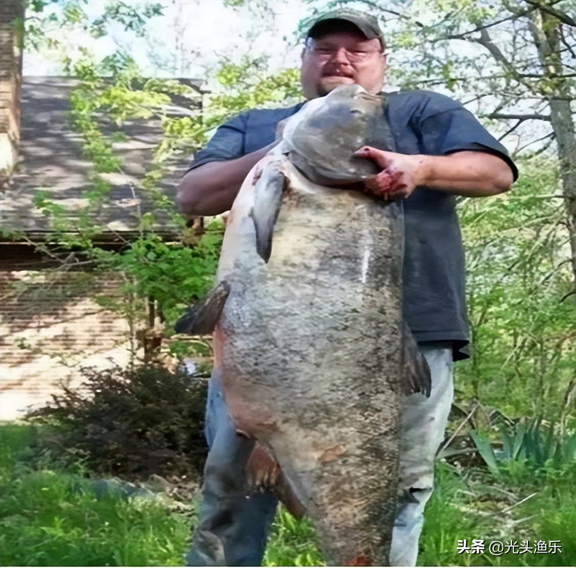 中国十大淡水巨型鱼,全球体型最大的十大淡水鱼类排行