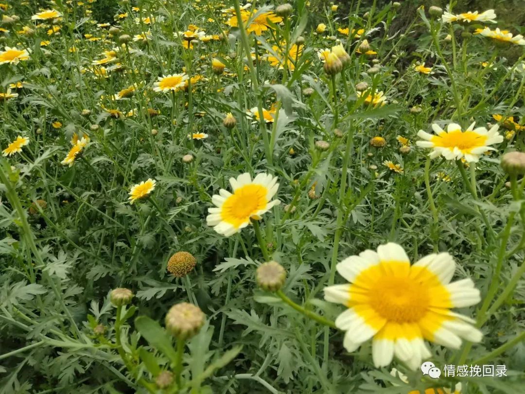 喜欢上一个讨厌的人是什么心理,喜欢上一个讨厌自己的女生怎么办