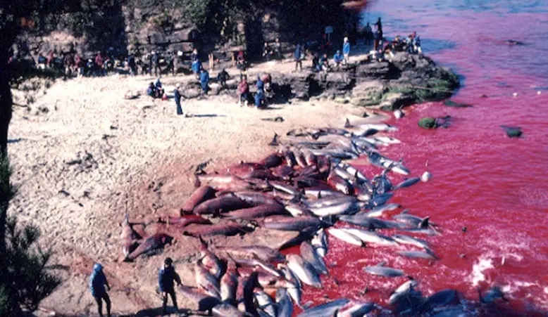 日本海豚湾捕鲸时的照片,日本捕鲸纪录片海豚湾