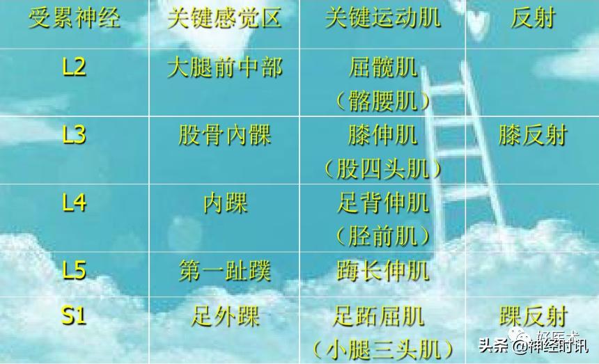 神经系统体表定位标准「基础干货分享」