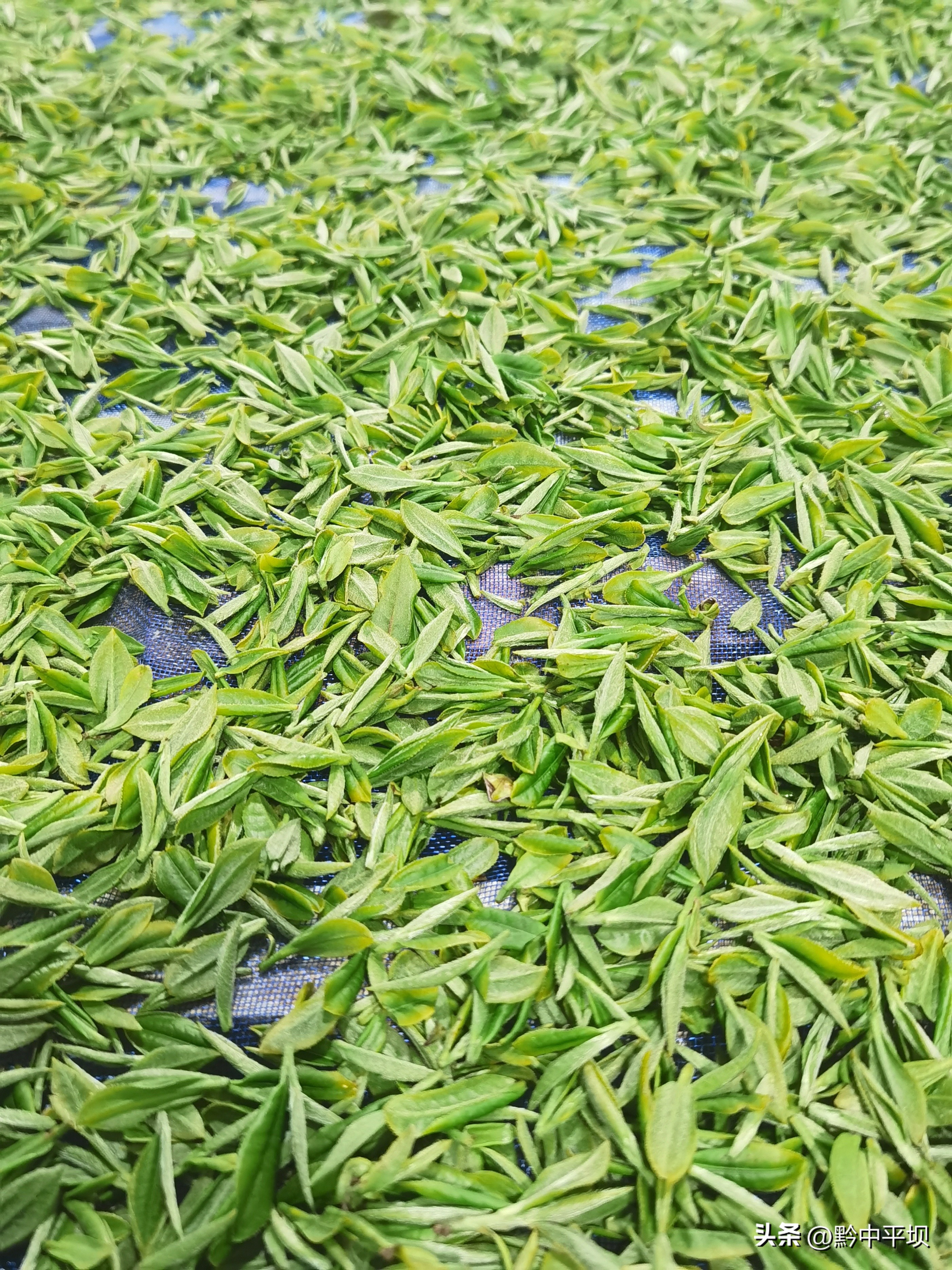 贵州茶产业发展三年行动,贵州茶产业发展后来居上