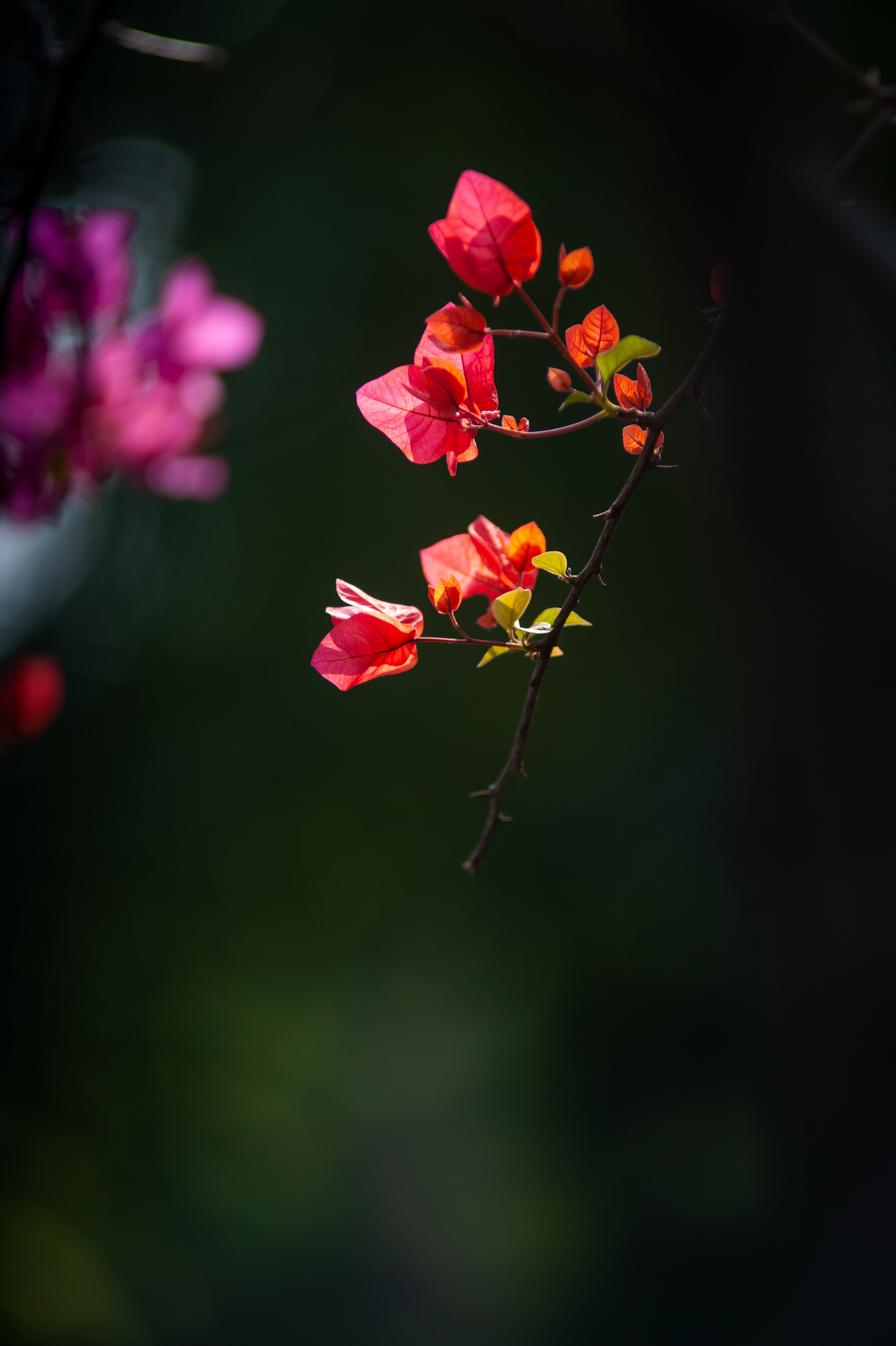 花城春天里,花城春天荷花