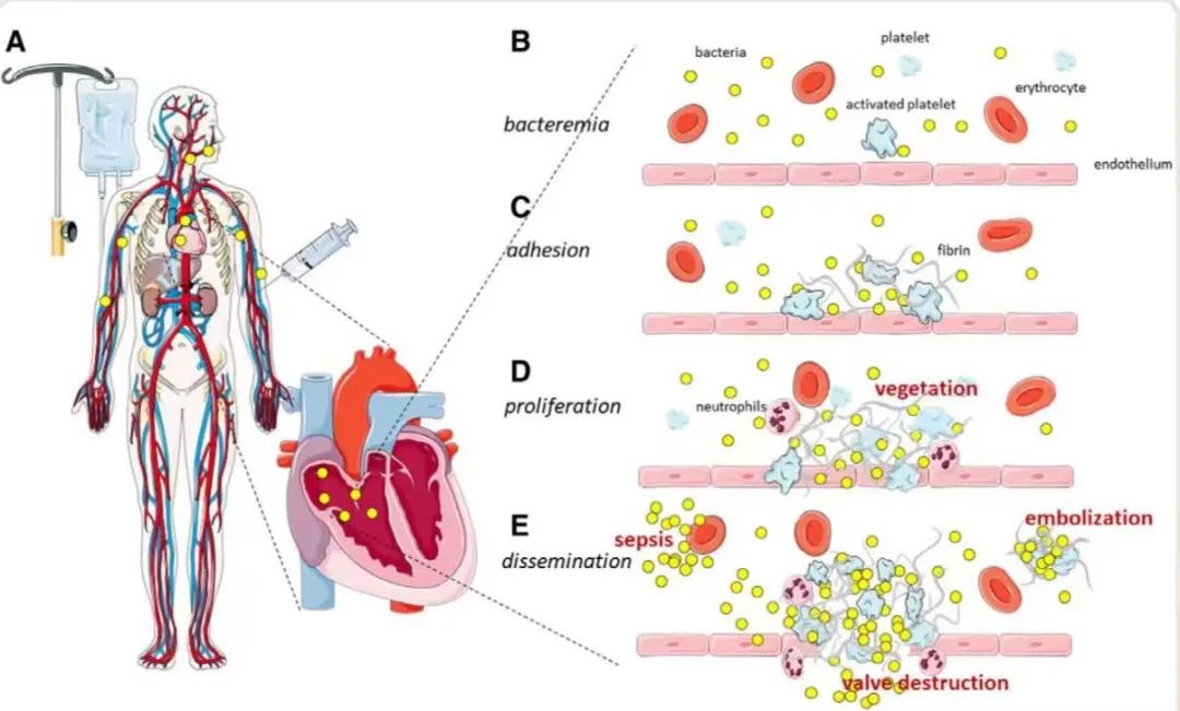 麻醉学相关介绍,麻醉学要点综合版