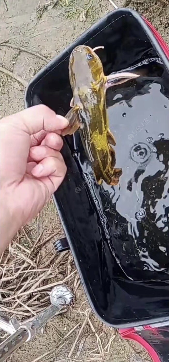 钓鱼时怎样选择鱼竿长短,一般钓鱼怎么选择鱼竿大小