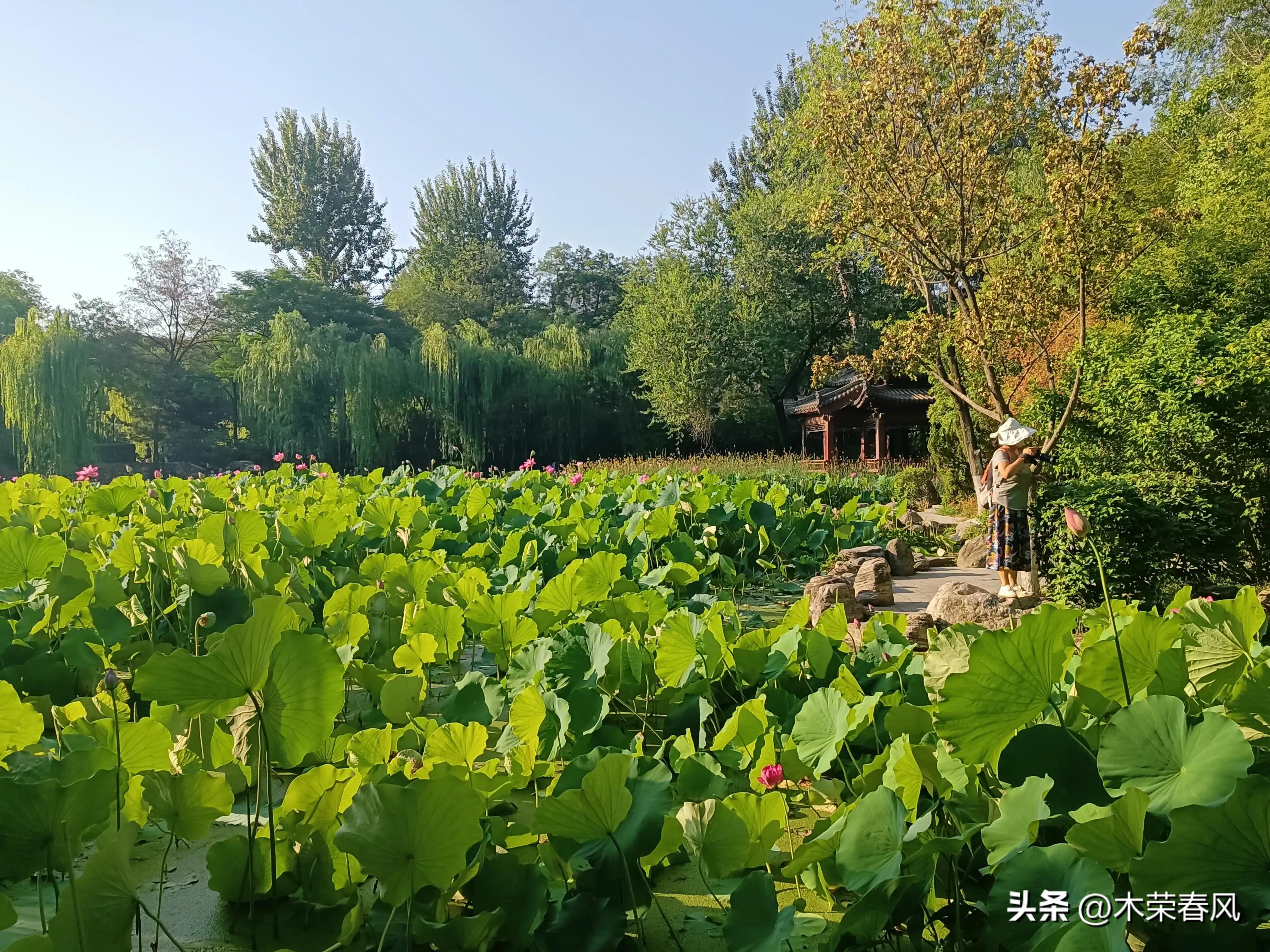 莲湖公园看荷花几点合适,莲湖公园荷花怎么走