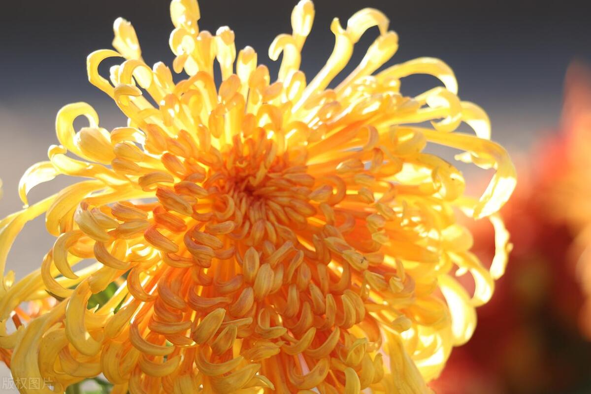 拍摄技巧如何拍摄好看的花卉照片,拍摄花卉技巧大全图片