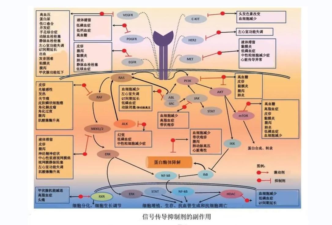 肺癌中药治疗好还是靶向治疗,靶向治疗同时可以吃中药吗