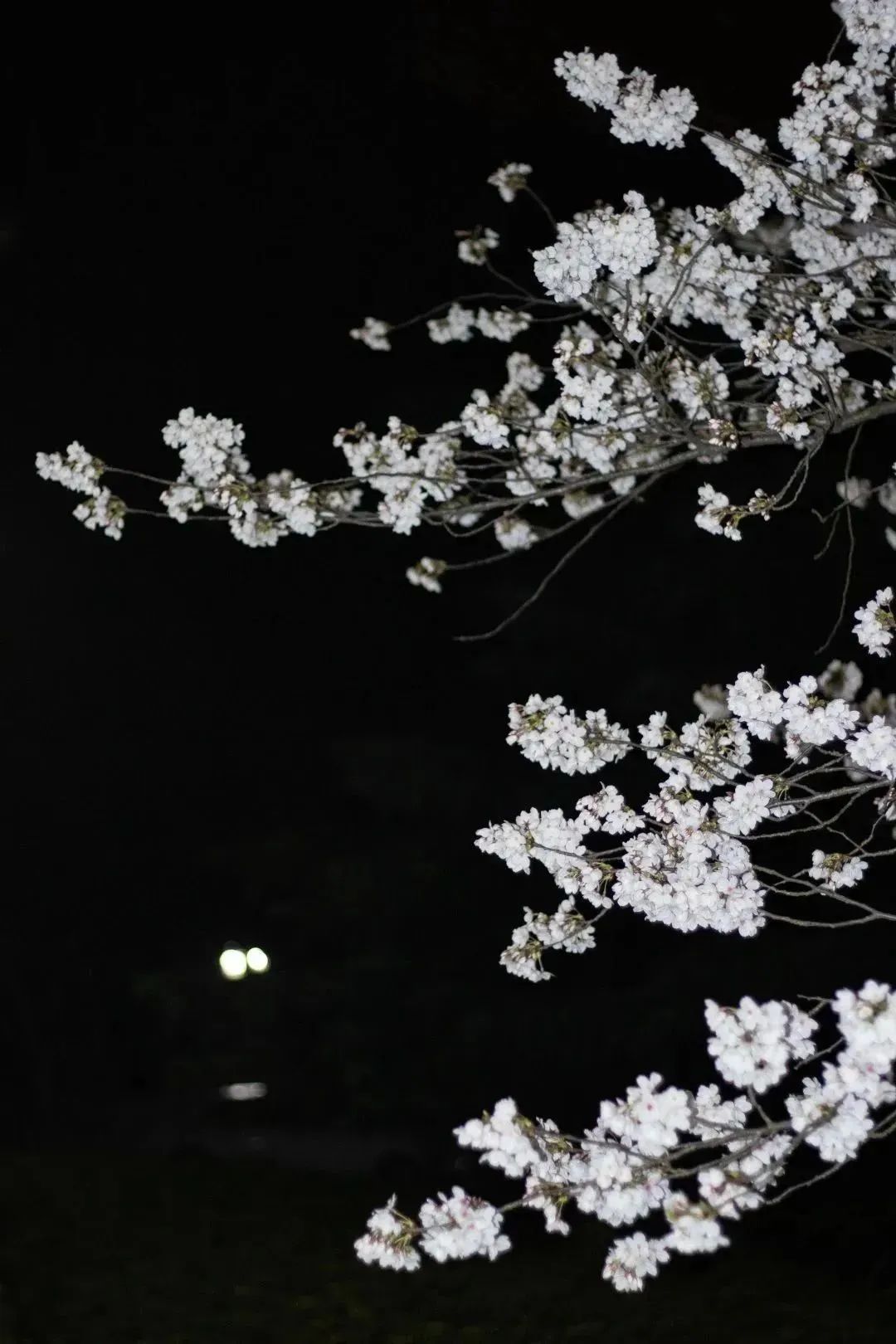 雨樱也浪漫！浙工大美美美！