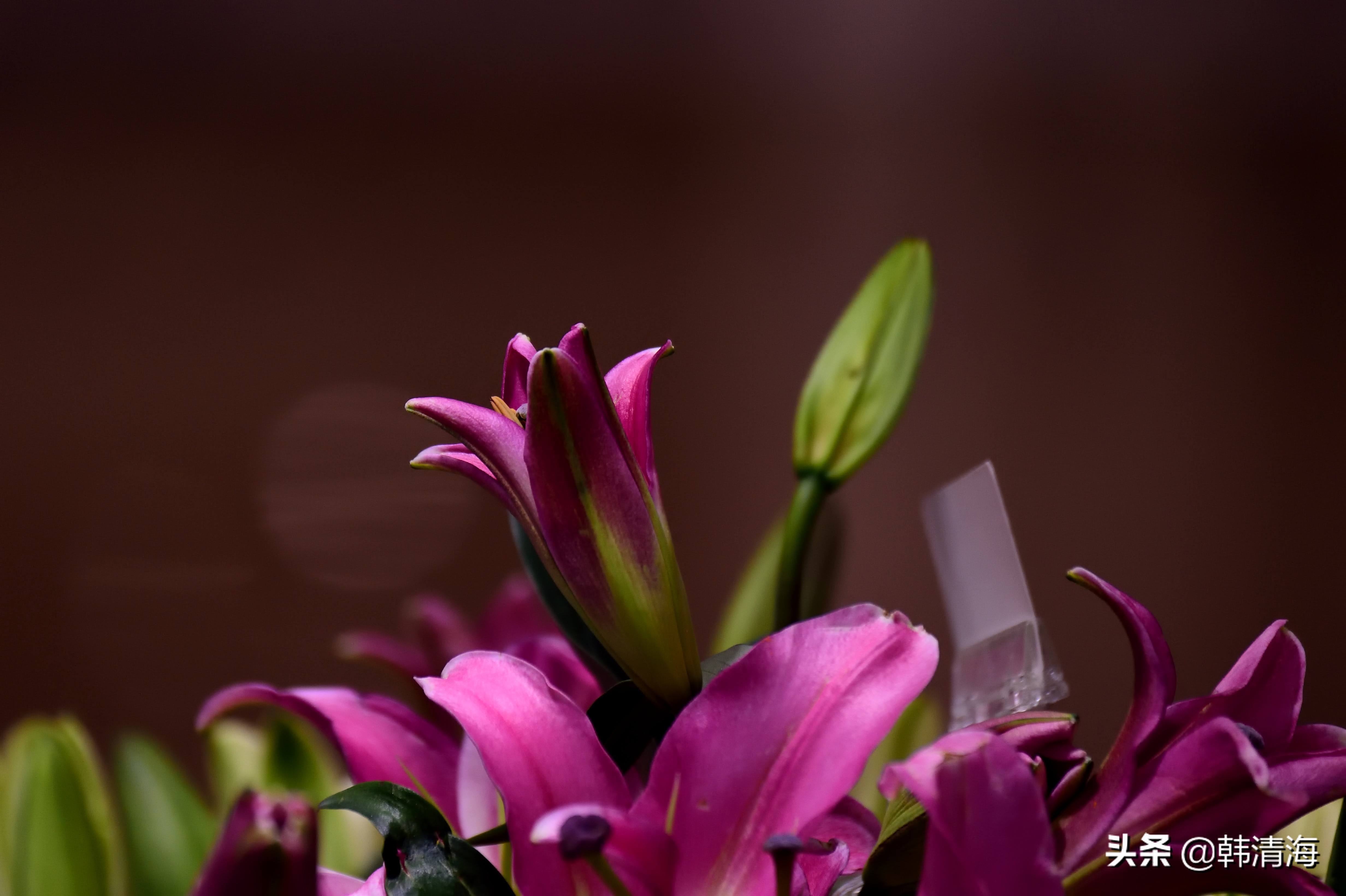 花香满屋真假自辩