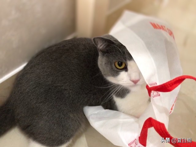 突然发现“小”这个字很有意思,既能夸人又能骂人