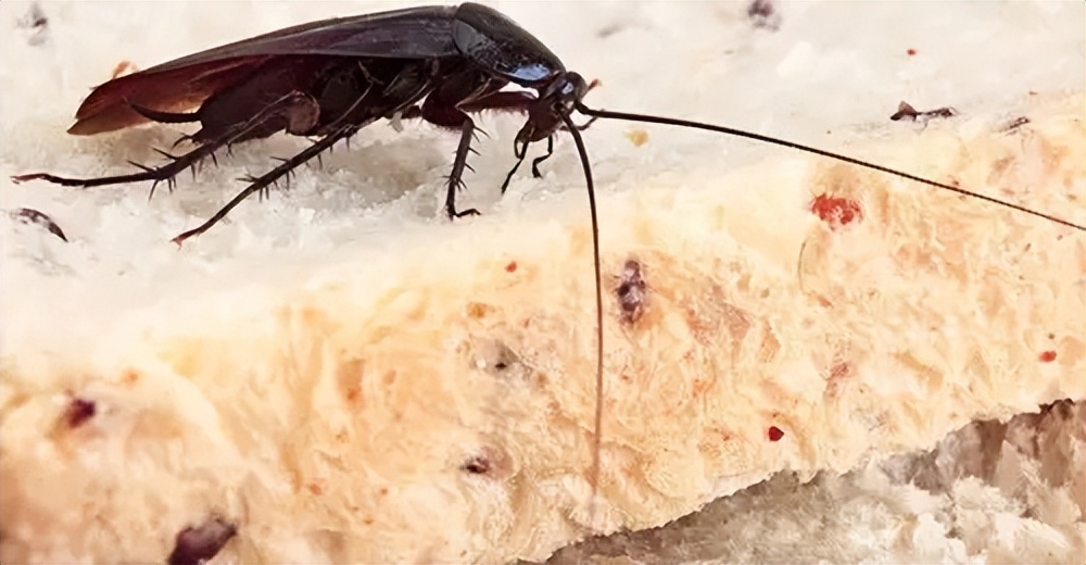 家里有蟑螂和虫子怎样能彻底消灭,家里有蟑螂教你一招全部消灭