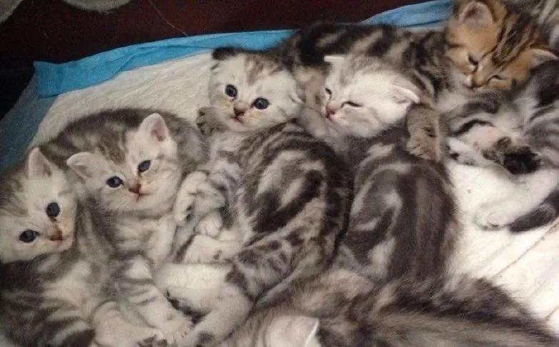 为什么宠物会饿死,宠物死亡率高的原因