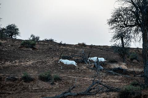 哈伊马角利兹卡尔顿,哈伊马角沙漠丽思卡尔顿酒店