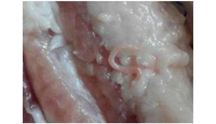 福寿螺和田螺的测试,如何区分福寿螺和田螺的区别