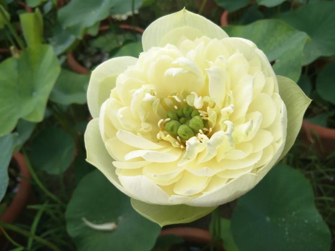 绝美的荷花品种大全图集,超好看荷花品种大型荷花