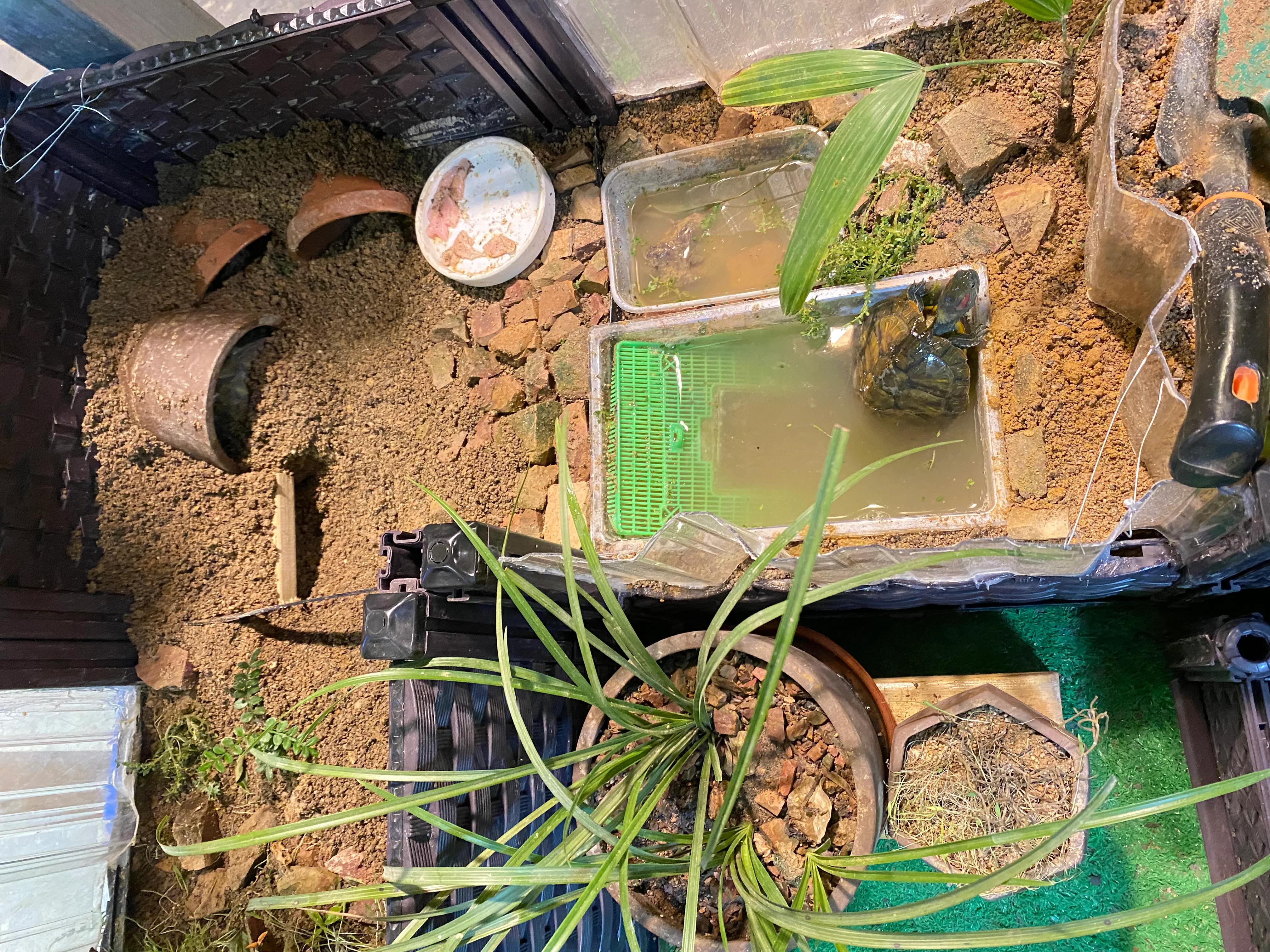 您必须掌握的7条养龟经验,超全面的养龟教程