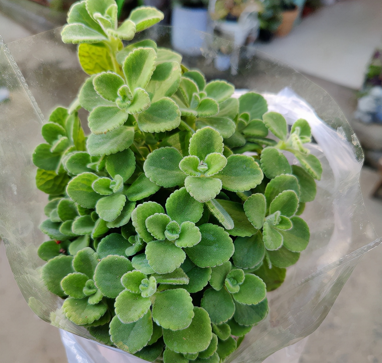 屋里养什么花不招苍蝇,家里养这2种花净化空气带来好运