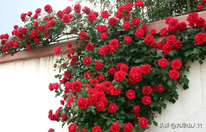 最耐寒的藤本月季哪个品种好 (藤本月季及主要品种详细介绍图解)