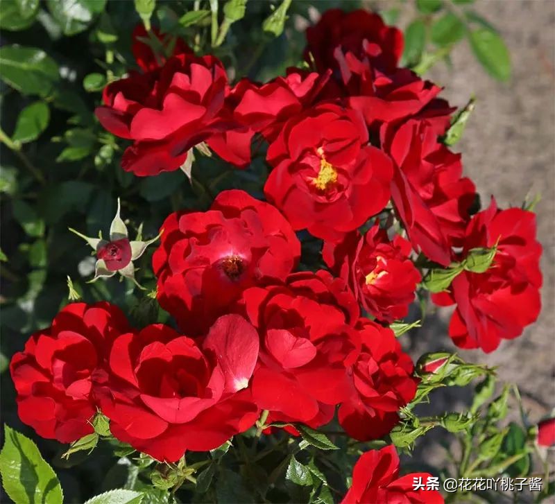 2019月季新品种金奖,超新品月季有哪些品种