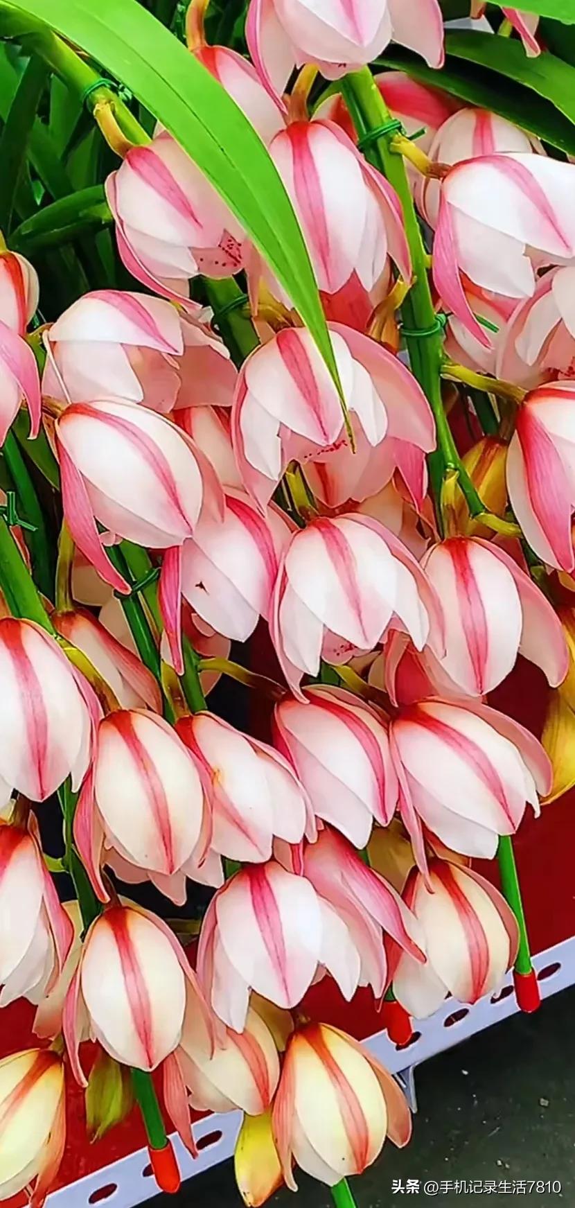 蕙兰花图片欣赏,叶子宽的黄花大蕙兰图片