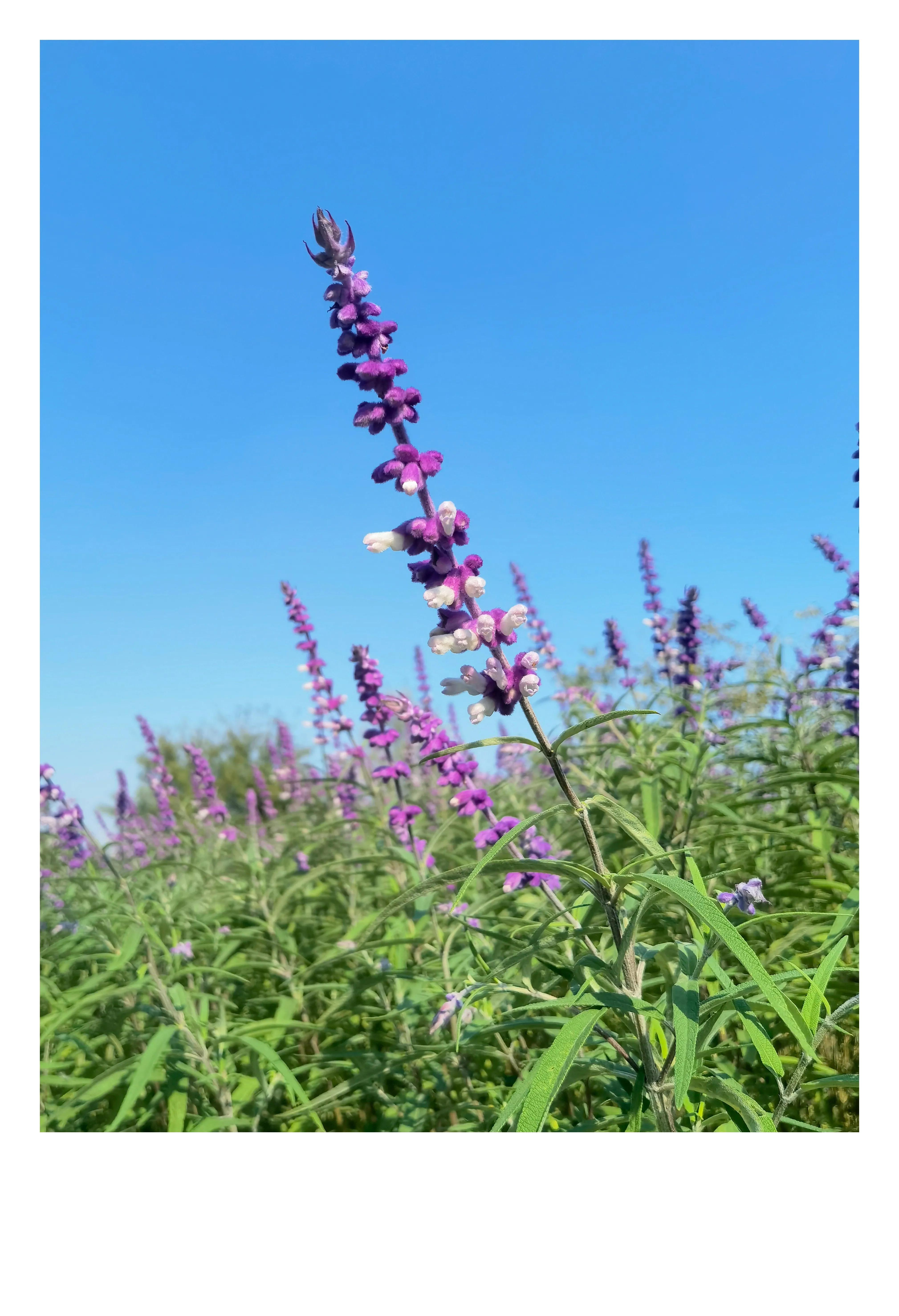 奥森公园里秋意图片,奥森公园的秋花也很漂亮