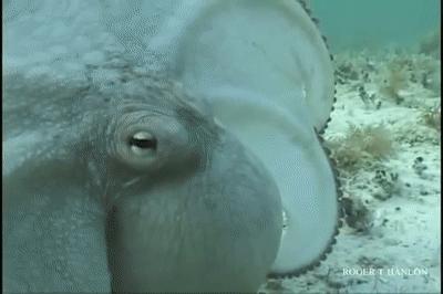 章鱼智商有多可怕,章鱼是外星生物吗西瓜视频