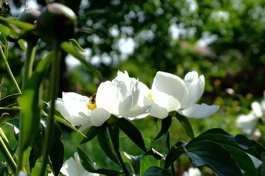 白芍的神奇功效秘方,每天学一味中药白芍