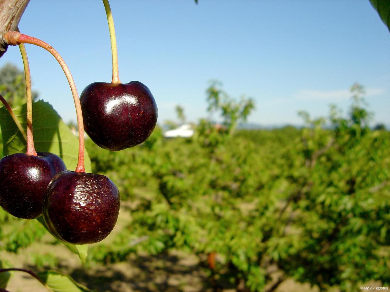 智利车厘子为什么能远距离运输,从智利车厘子海运物流费用
