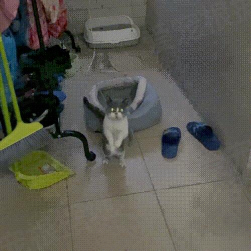 被主人拴着的猫,被邻居拴在楼道的小猫咪