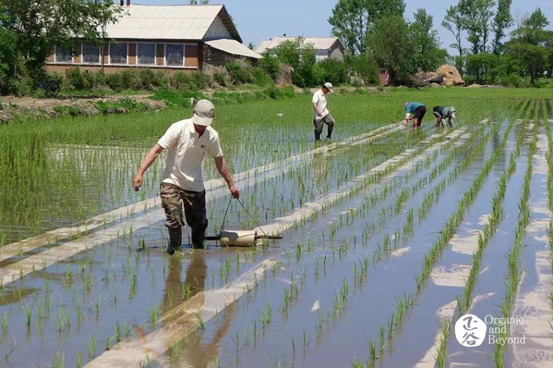 五常稻米原粮稻花香2号,原粮稻花香2号五常稻米