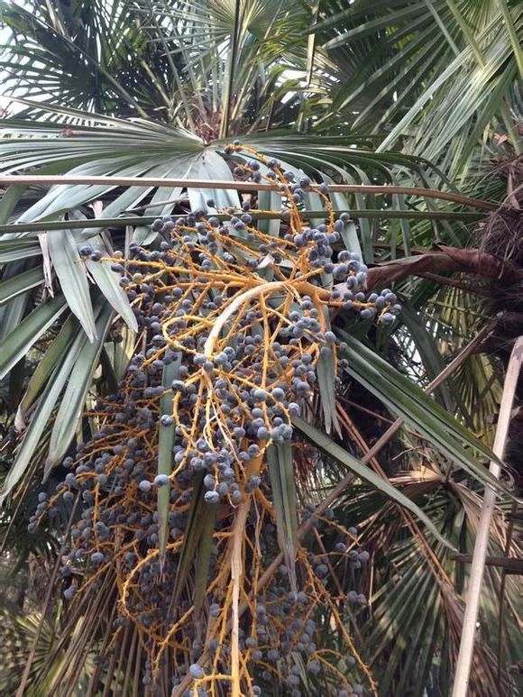 不要钱的文玩,不值钱但玩得好的文玩