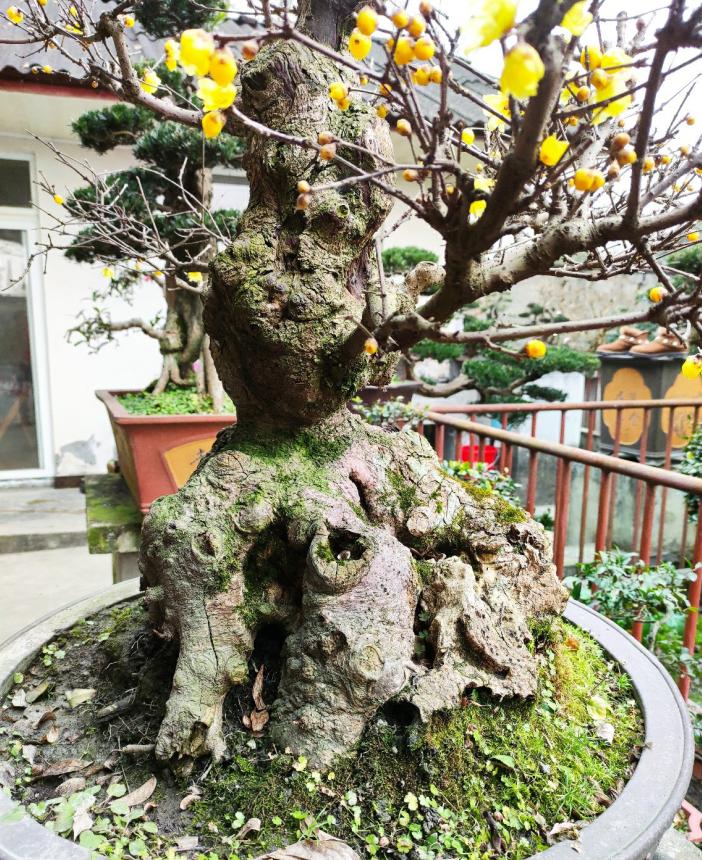 腊梅盆栽怎样装饰好看,腊梅夏季搭配什么盆栽好