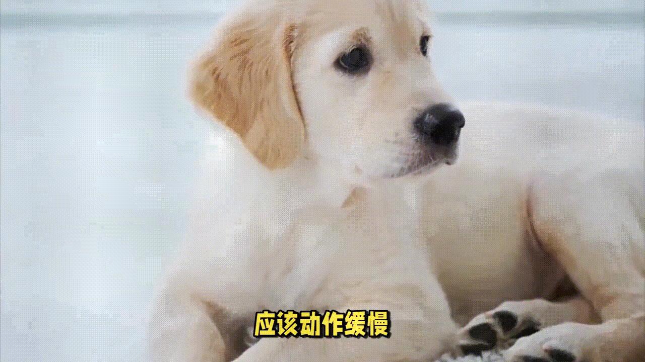 幼犬狗护食怎么纠正全过程,狗狗护食如何纠正训练视频