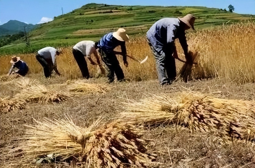青春岁月知青往事,农村知青青春往事