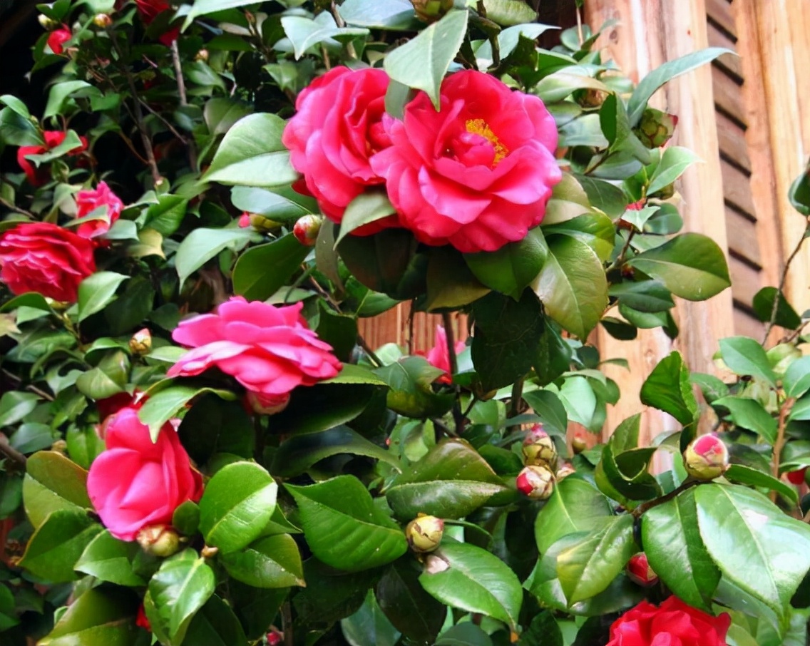 茶花带花苞怎么很久都开不出来,茶花花苞开不大怎么办