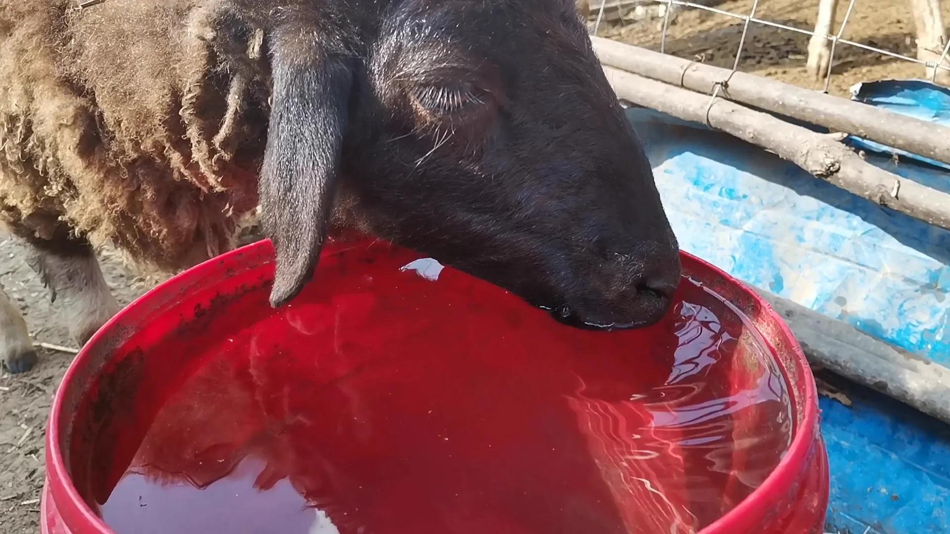 羊冬天喝水的正确方法,冬季怎样给羊饮水