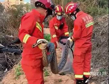 工地挖出3条大蟒蛇,深圳南山区蟒蛇