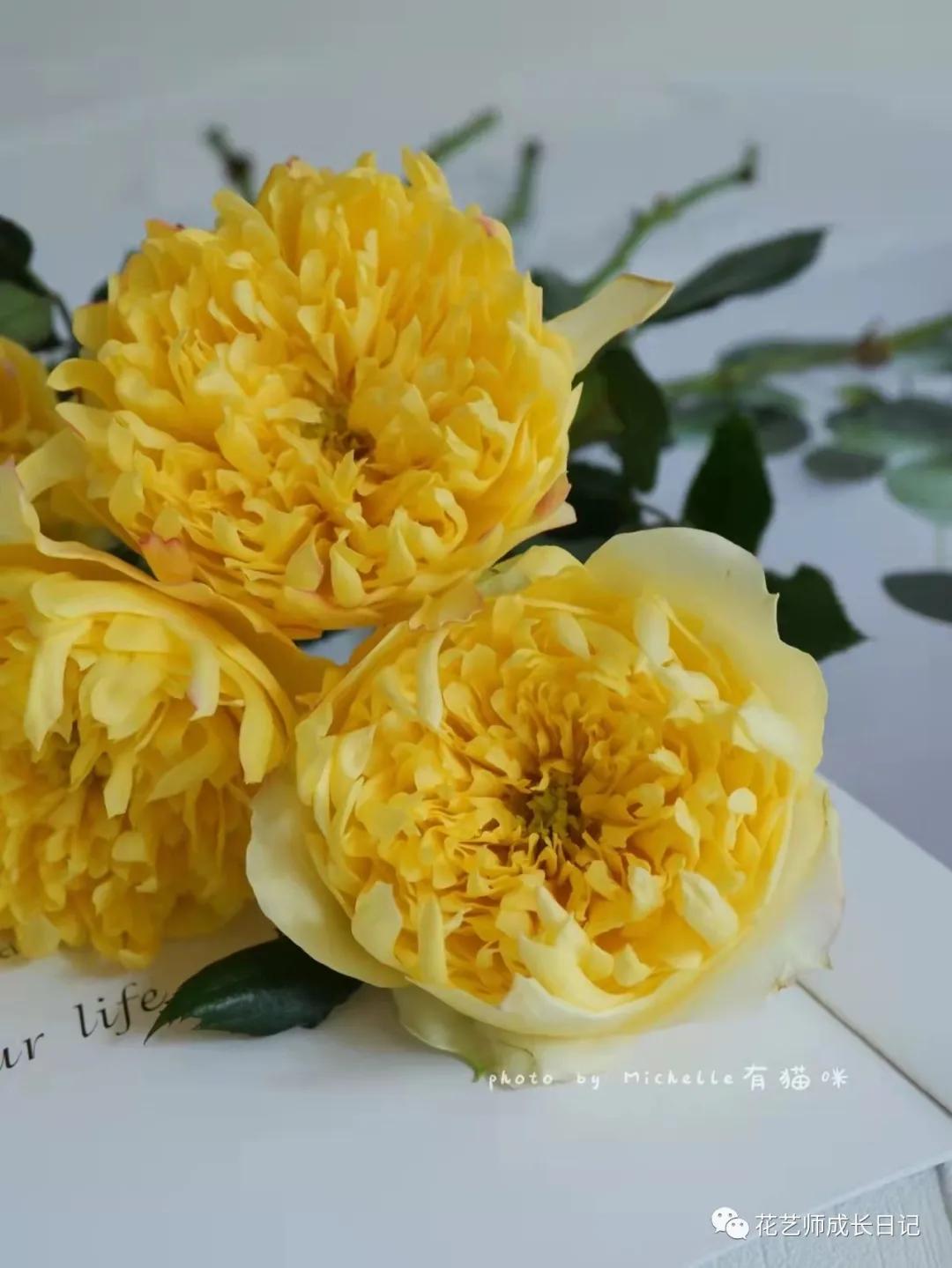 100朵玫瑰vol.50|烟花波浪玫瑰，菊里菊气，花开如烟火