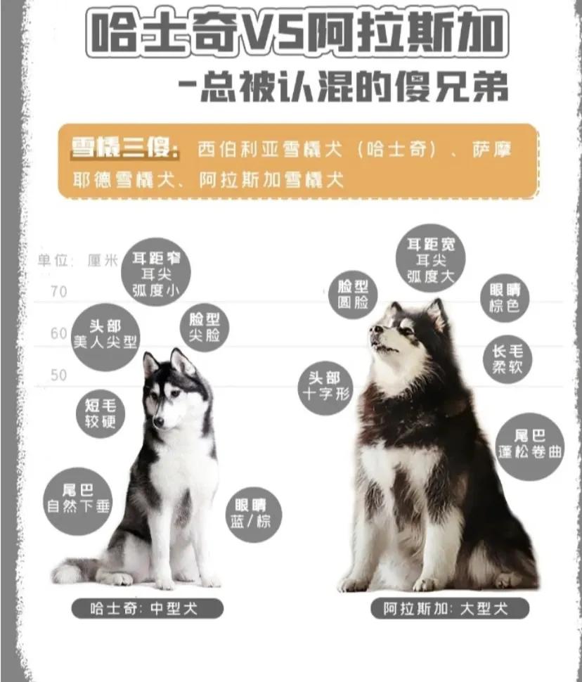 新手正确挑选哈士奇的方式,三阳哈士奇入手价格