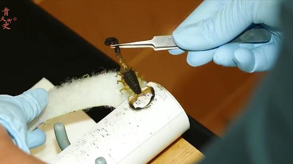 盘点十种神奇动物的价格,盘点五种有巨毒的生物