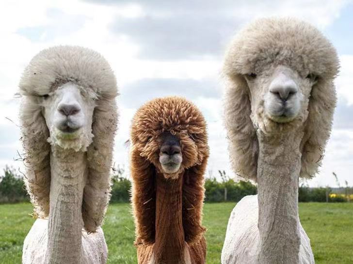 21张罕见照片让人眼界大开,26张令人惊叹的罕见图