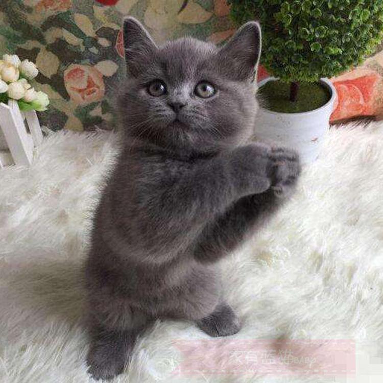 想养猫如何克服对猫的恐惧,养了猫之后越来越讨厌猫