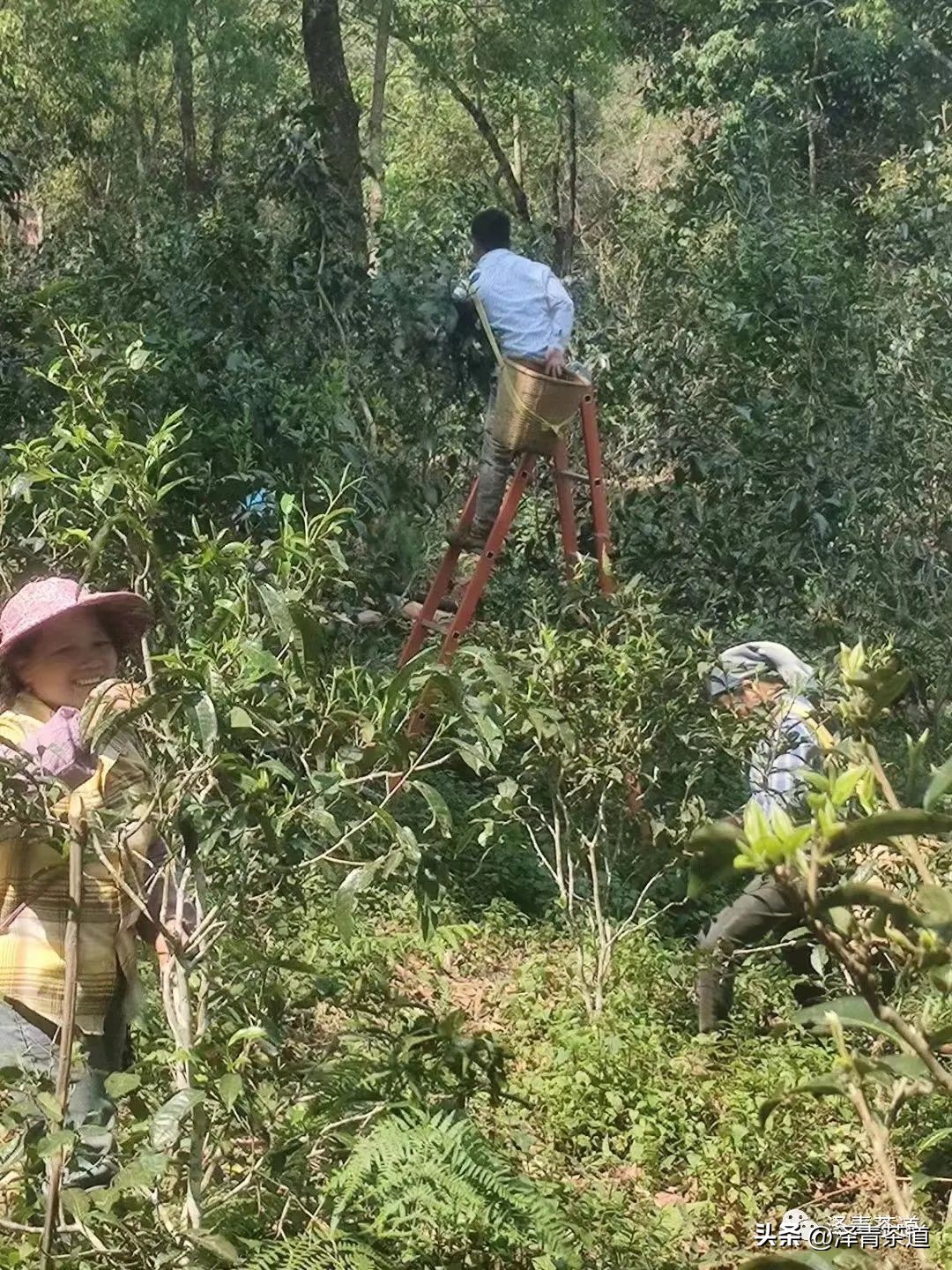 茶树为什么多生“南”而不生“北”？