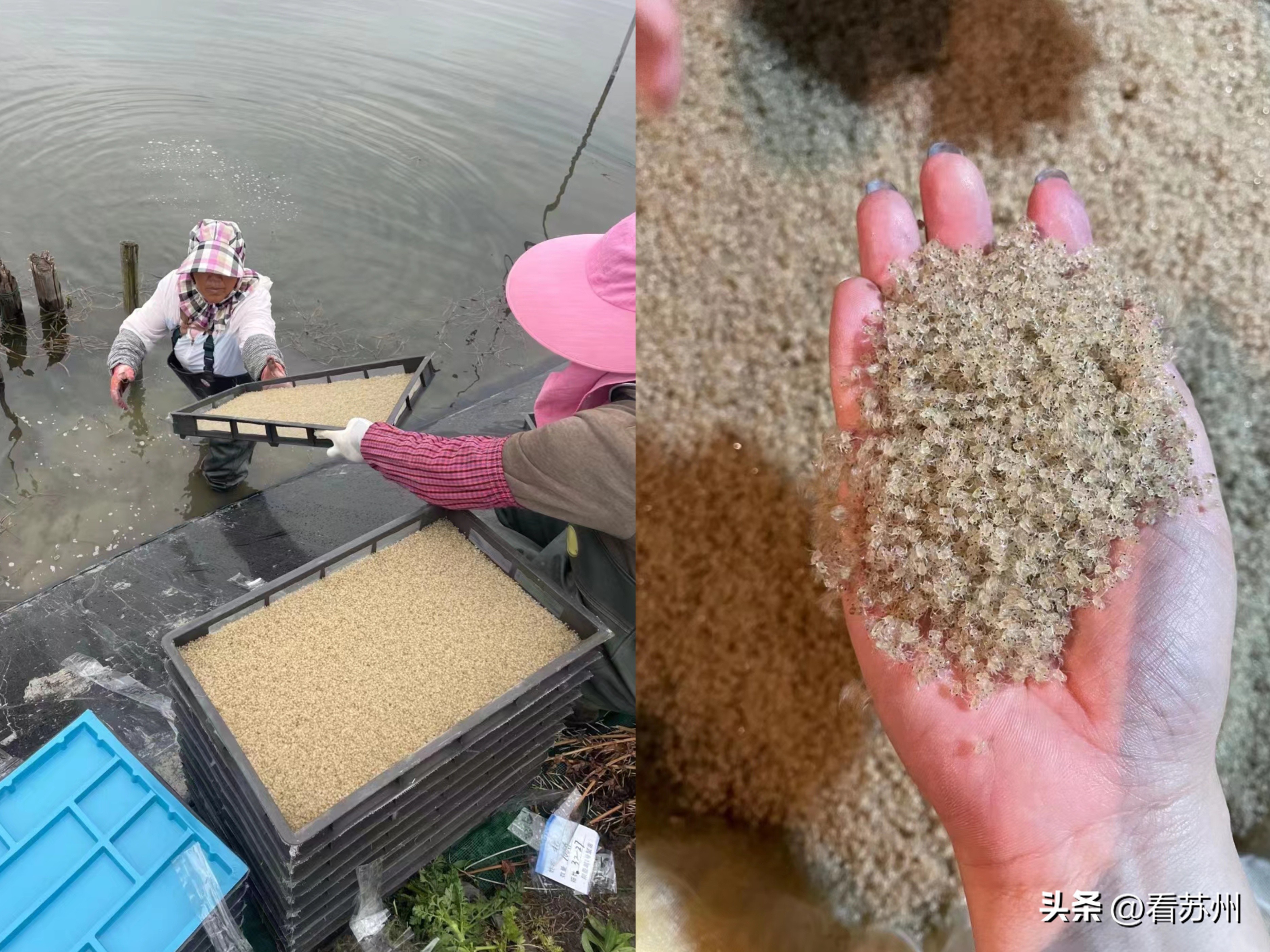 阳澄湖蟹苗新消息,阳澄湖蟹今天最新消息