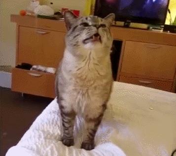 猫咪这几天老是打喷嚏是怎么了,猫咪老是打喷嚏是怎么回事