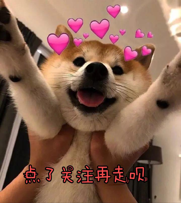 贵宾犬颜色越来越浅怎么办,贵宾毛越来越黄怎么回事