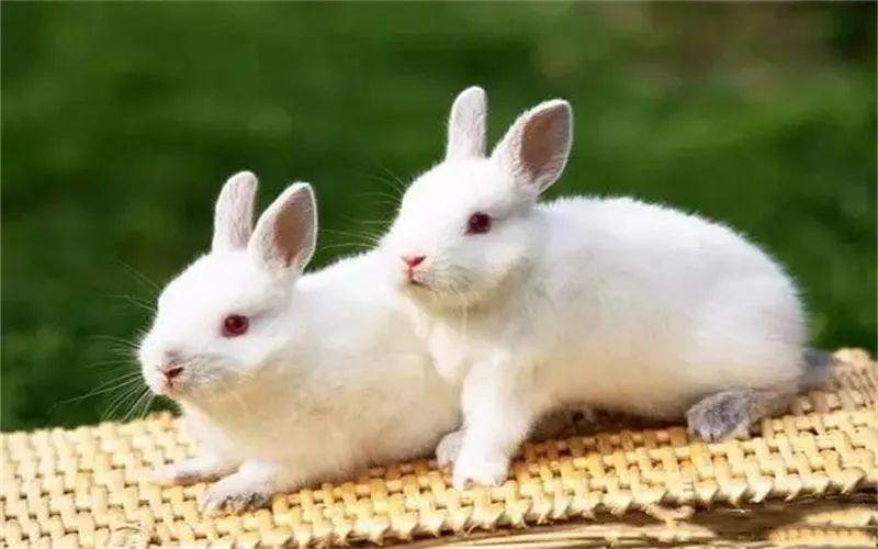 种养殖什么最好最快致富,农村种植和养殖最赚钱是什么项目