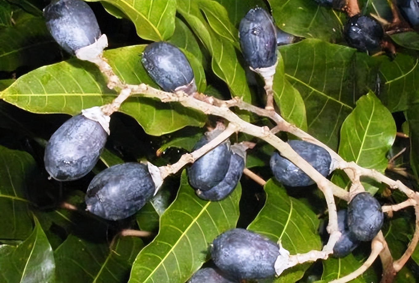 “藤黄果”、“猴果”…近20种你不知道的非洲雄鹰喀麦隆水果