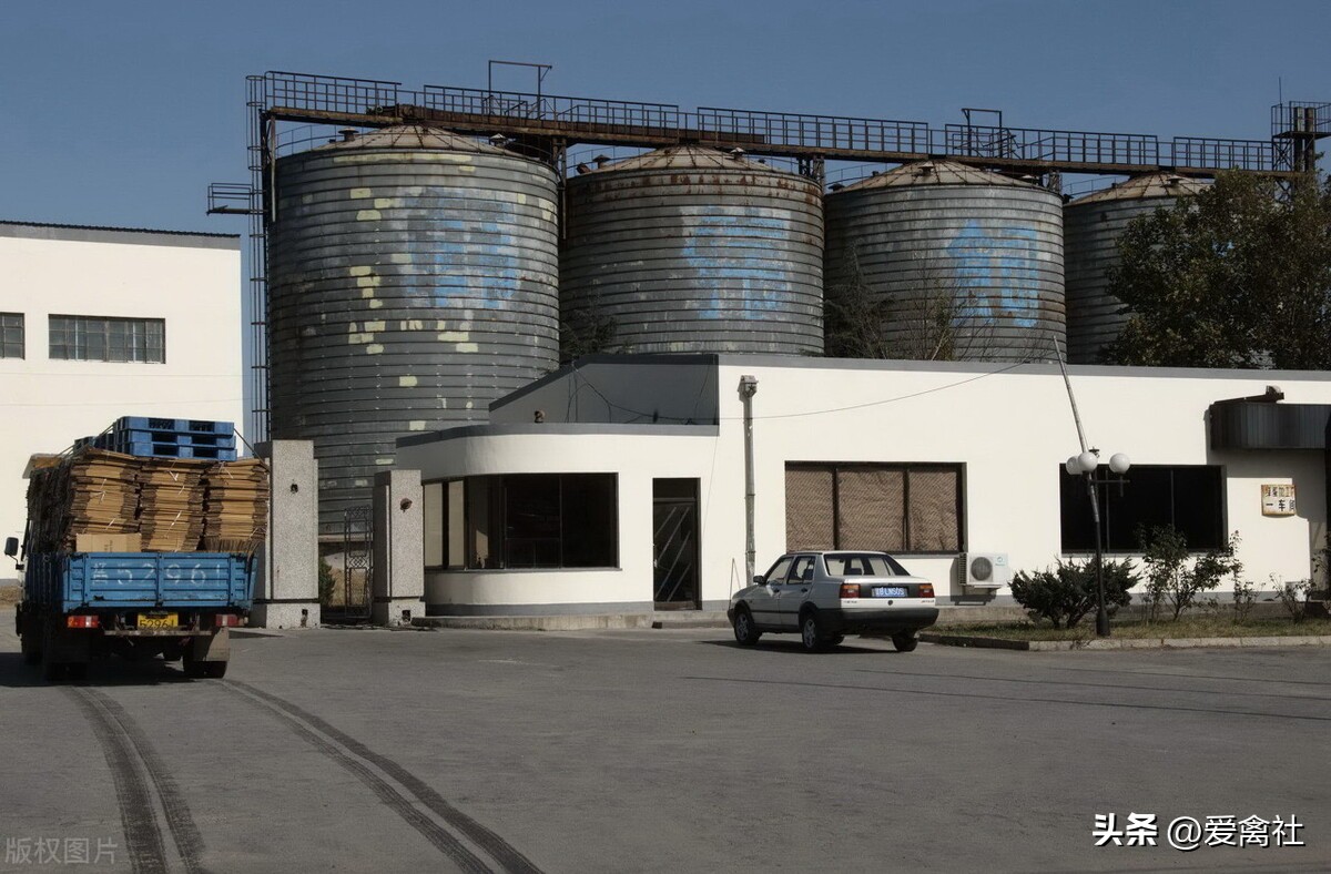 养蛋鸡利润高还是肉鸡利润高,养青年蛋鸡的利润分析