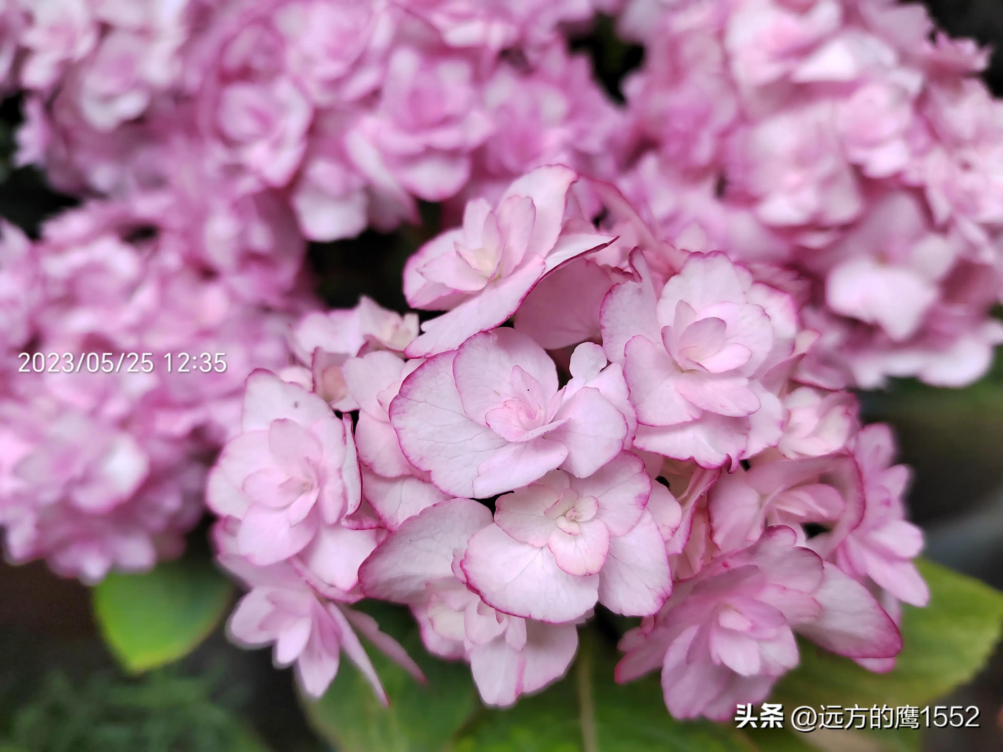 纱织小姐绣球是新老枝开花吗,绣球纱织小姐开花后的养护